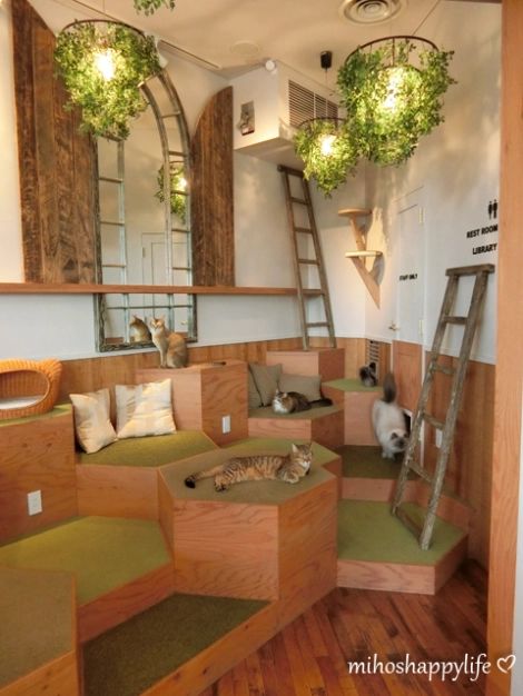 Cat Cafe MOCHA Harajuku Store | Miho's Happy Life Animal Cafe, Pet Cafe, Cafe Exterior, Cafe Mocha, Bookstore Cafe, Kitty Cafe, Cat Sanctuary, Cat Lounge, Café Mocha