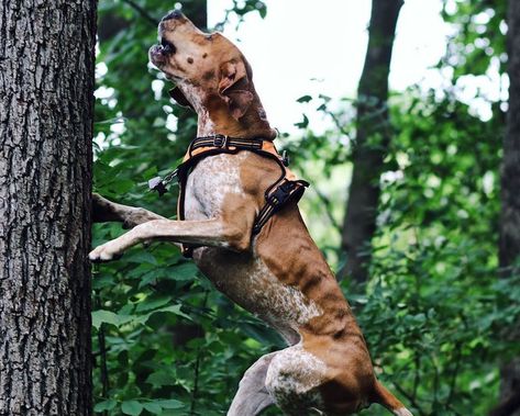 American Coonhound, English Foxhound, English Coonhound, English Dogs, Tattoos For Dog Lovers, Hound Breeds, Every Dog Breed, Redbone Coonhound, All Dogs