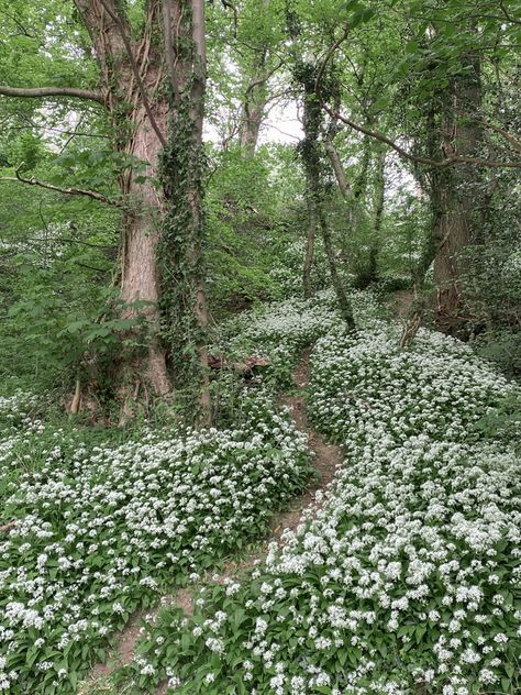 forest durham cottagecore dreamy Woodland Cottagecore, Dreamy Forest Aesthetic, Dreamy Forest, Dreamy Cottagecore, Forest Fairy Astethic, Fairycore Forest Wallpaper, Cottagecore Background, Fairy Land Magical Forest Aesthetic, Rock Wall Gardens