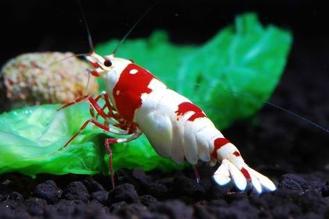 Crystal Red Shrimp Coconut Octopus, Aquarium Shrimp, Cherry Shrimp, Tropical Fish Tanks, Indoor Water Garden, Shrimp Tank, Prawn Shrimp, Saltwater Tank, Marine Aquarium