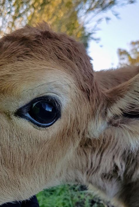 Cow Eyes, Eye Close Up, Eye Illustration, Jersey Cow, Nature Projects, Eye Details, Vegan Living, Brown Babies, Baby Cows