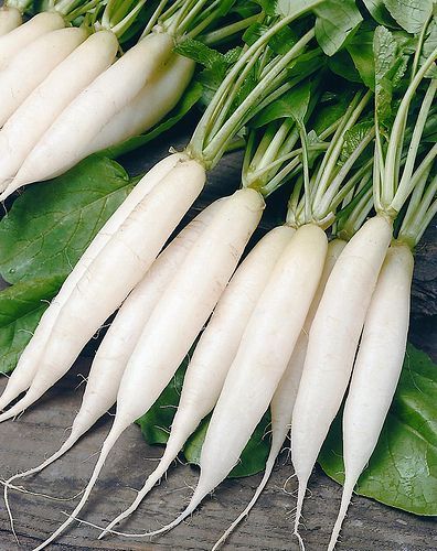 Simple grated white radish salad recipe made with Daikon or other white radishes, which are common in Germany. Spring Harvest, Radish Salad, Mid July, Seed Pack, White Plants, Plant Spacing, White Skin, White Gardens, Radishes