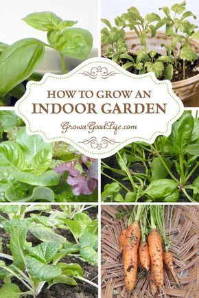 Indoor Vegetable Garden, Growing Vegetables Indoors, Growing Food Indoors, Indoor Vegetables, Growing Greens, Grow Vegetables, Indoor Vegetable Gardening, Winter Vegetables, Artificial Light