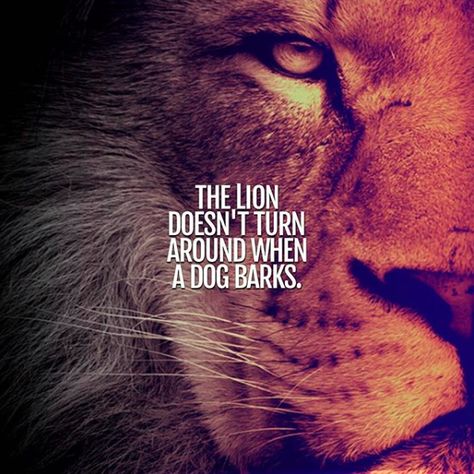 The lion doesn't turn around when a dog barks. Lioness Quotes, Quotes Distance, Lion Quotes, Warrior Quotes, Joker Quotes, Short Inspirational Quotes, Strong Quotes, Badass Quotes, Motivational Quotes For Success