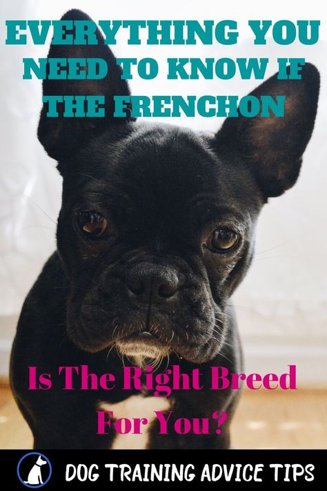 Frenchton is a crossbreed between a French bulldog and Boston terrier. It is popular for families who seek a loyal family dog. Here is everything to know about this dog! #dogtrainingadvicetips #dogtips #dogs #dogfacts Frenchton Dogs, Frenchton Puppies, Dog Weight Chart, Frenchton Dog, Dog Facts Interesting, Facts About Dogs, Weight Charts, Dog Weight, Better Relationship