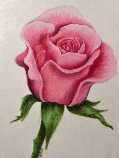 Rose Drawing Pencil, Realistic Rose Drawing, Realistic Flower Drawing, Drawing Of Flowers, Red Tattoo Ideas, Red Ink Tattoo, Arte Aesthetic, Red Tattoo, Realistic Rose