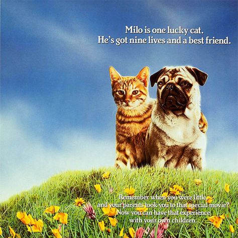 Milo And Otis, Funniest Pictures Ever, Pets Movie, Cool Cat Trees, Dog Movies, Famous Dogs, In And Out Movie, Cat Stories, Puppy Names