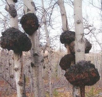 Panchos Recipes, Mushroom Logs How To Grow, Chaga Mushroom Tea, Backyard Ecosystem, Health Benefits Of Mushrooms, Mushroom Facts Fungi, Trees In The Forest, Edible Wild Mushrooms, Edible Fungi