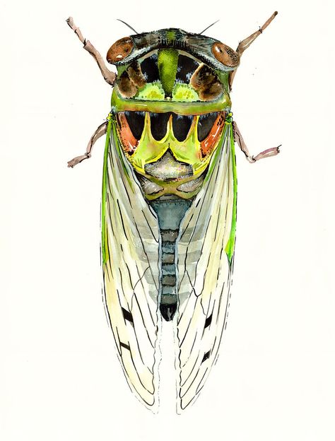 This bold watercolor cicada was found in the Tidewater region of Virginia.  He was not shy at all and very curious.  His name is Fred, but he is willing to be renamed if needed.  ABOUT MY PRINTS.  This painting is a print of my original artwork.  He is printed on extremely thick and durable watercolor paper for premium archival prints. The surface is textured and bright white, with water-resistant and acid and lignin free properties.  This is a 100% cotton fiber product.  At 340g, you will not f Bugs Art, Cicada Art, Bug Art, Williamsburg Va, Insect Art, Summer Art, Fly Fishing, Watercolor Paper, Diamond Painting