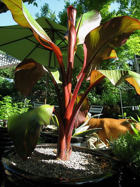 Bought this for the deck. Growing like crazy! Red Banana Plant, Musa Banana, Small Garden Inspiration, Summer Planting, Red Banana, Palm Trees Landscaping, Yamaha Motogp, Banana Plant, Banana Blossom