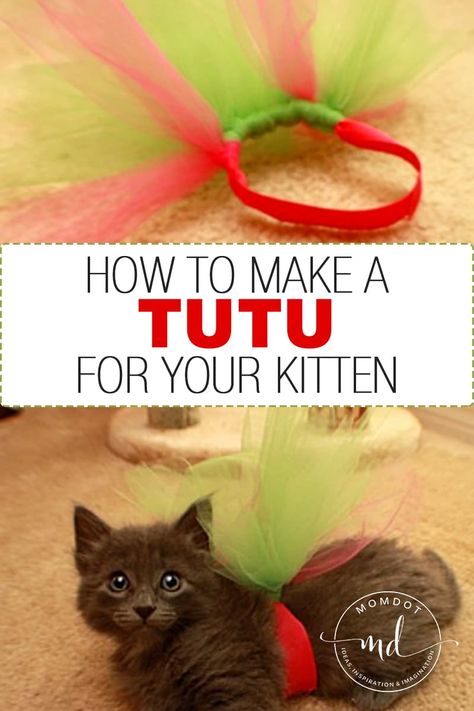 How to make a tutu for your kitten... Kitten in a Tutu | How to make a tutu for your kitten | Tutu Tutorial Costumes For Cats Diy, Diy Kitten Clothes, Make A Tutu, Ballet Crafts, Kitty Crafts, Tulle Skirt Tutorial, Tulle Crafts, Spoiled Cats, Tutu Tutorial