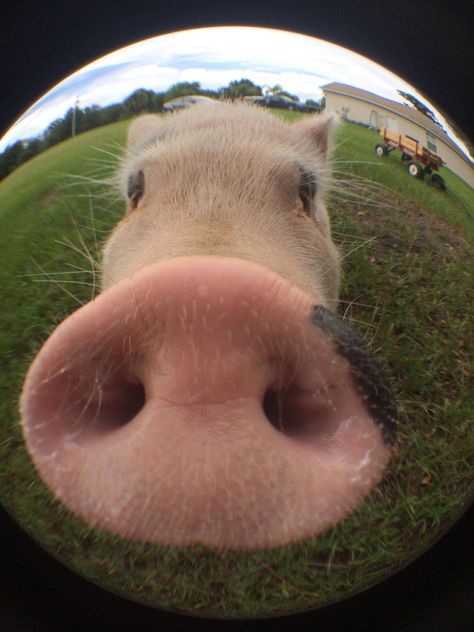 Selfie Pig Selfie, Cute Pigs, Pigs, Animals, Quick Saves