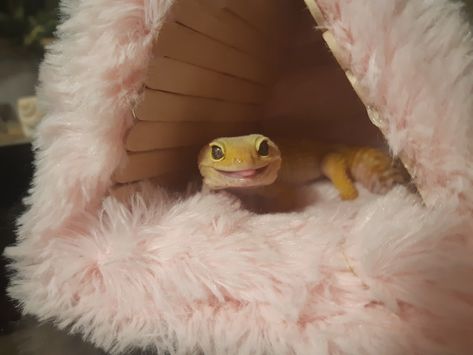 Simple Leopard Gecko Setup, Leopard Gecko Humid Hide, Diy Leopard Gecko Hide, Diy Gecko Hide, Cute Leopard Gecko Tank Ideas, Leopard Gecko Enclosure Ideas, Leopard Gecko Tank Ideas, Leopard Gecko Terrarium Ideas, Diy Pet Ideas