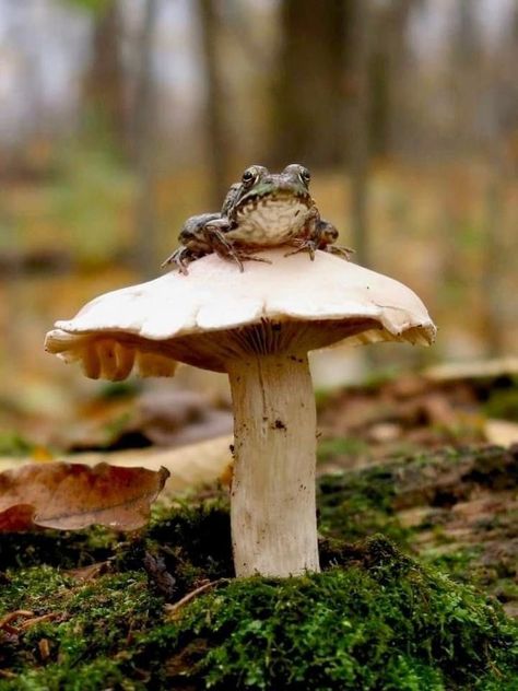 #aesthtic #mushrooms #aesthticmushrooms Fairy Rings, Mushroom Pictures, Forest Core, Fairy Ring, Garden Calendar, Mushroom Fungi, Frog And Toad, Wild Mushrooms, Mushroom Art