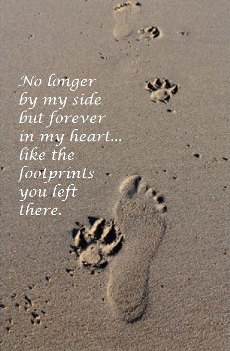 footprints | Losing a dog quotes, Dog quotes, Dog quotes love Losing A Dog Quotes, Losing A Pet Quotes, Dog Heaven Quotes, Pet Poems, Miss My Dog, Dog Poems, Dog Quotes Love, Dog Loss, Heaven Quotes