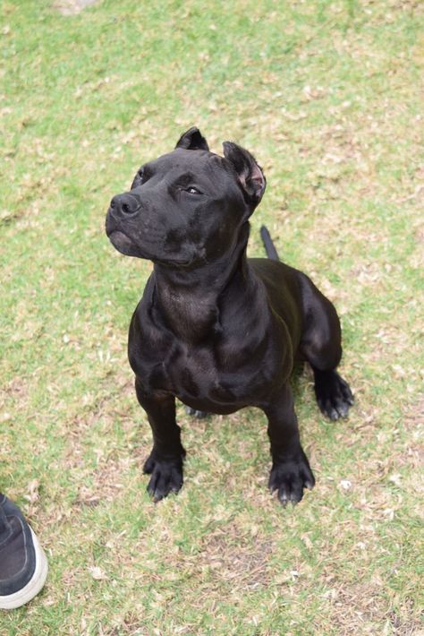 Black American Pitbull Terrier, Black Pitbull Aesthetic, Tri Pitbull, Feral Poses, All Black Pitbull, Pitbull Noir, Chocolate Pitbull, Dog Facility, Grey Pitbull