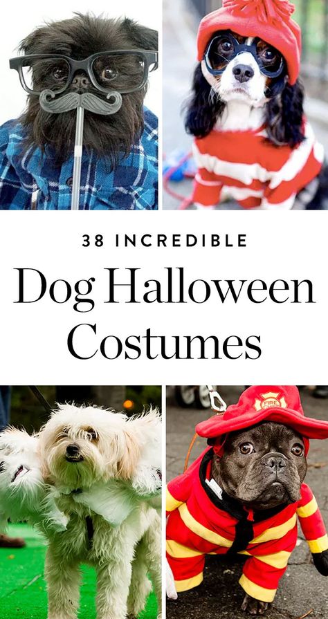 Here are 38 ideas for your trick-or-treating (fine, Instagramming) pleasure. Get the best dog Halloween costume ideas here. #doghalloweencostumes #halloween #costumeideas #dogcostumes Big Dog Halloween Costumes, Halloween Costumes For Dogs, Best Dog Halloween Costumes, Superhero Dog, Halloween People, Costumes For Dogs, Cute Dog Costumes, Dog Costumes Funny, Halloween Dogs