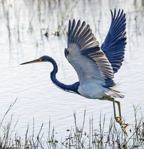 Heron Photography, Heron Flying, Heron Bird, Heron Art, Bird Flying, Canvas Paint, Exotic Birds, Bird Pictures, Blue Heron