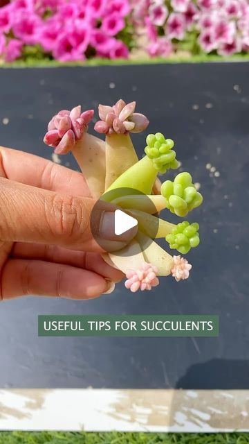 Succulents on Instagram: "Propagate succulents from leaves 🪴 👉 My Youtube channel: Cactus Garden  #cactus #cacti #多肉植物 #succulents #succulentlove #多#succulentlover #succulentaddict #succulent #succulentobsession #succulentlife #succulentcity #succulentobsessed #succulentcollection #succulover #succulove #succulentaddiction #senda #vuonsenda #reels" Rooting Plants, Propagate Succulents From Leaves, Propagate Succulents, Garden Hacks Diy, Succulent Ideas, Garden Cactus, 2024 Recipes, Garden Hacks, Propagating Succulents