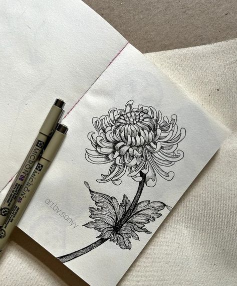 Chrysanthemum Painting Easy, Easy Chrysanthemum Drawing, How To Draw Chrysanthemum, Chrysanthemums Drawing, Chrysanthemum Sketch, Chrysanthemum Flower Painting, Chrysanthemum Flower Drawing, Water Lily Drawing, Chrysanthemum Drawing