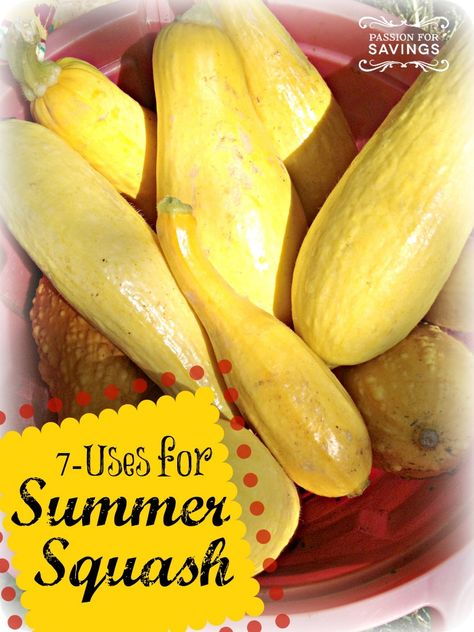 how to use summer squash! If you are growing squash in your garden this year then you will want to have these recipes! Cooking Summer Squash, How To Cook Summer Squash, Large Summer Squash Recipes, Different Types Of Squash Summer, Garden Squash, Yellow Bush Scallop Squash Recipe, Growing Squash, Grilled Squash, Summer Squash Recipes