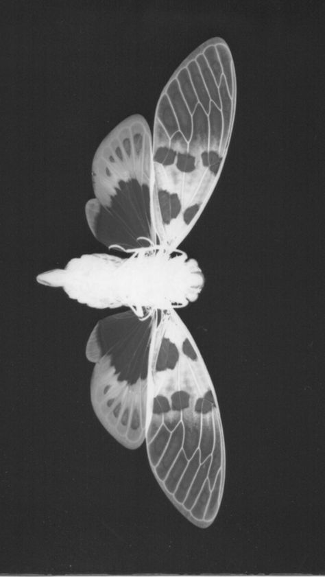 Fairy Grunge Aesthetic Drawing, Cicada Aesthetic, Cicada Wallpaper, Photograms Ideas, Cicada Drawing, Fairy Grunge Aesthetic, Aesthetic Drawings, Experimental Photography, Abstract Photographs