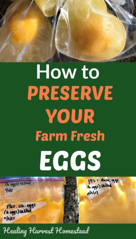 Keeping Eggs Long Term, How To Use Up Extra Eggs, Freezing Eggs In Ice Cube Trays, Frozen Egg Recipes, Ways To Preserve Eggs, How To Freeze Eggs The Right Way, Extra Eggs Recipes, How To Store Eggs, Store Eggs Long Term