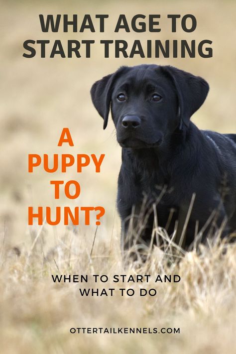 Duck Dog Training, Duck Hunting Dog Training, How To Train A Hunting Dog, Hunting Dog Training, Training A Lab Puppy, Lab Puppy Training, Bird Dog Training, Hunting Dog Names, Labrador Retriever Training