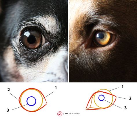 How To Draw A Dog Step-by-Step – ZenARTSupplies | Inspiring the Artist in Everyone Drawing Dog Eyes, Dog Drawing Tutorial Step By Step, How To Draw Dog Eyes, Dog Face Drawing, Cartoon Dog Drawing, Dog Portrait Drawing, Husky Art, Fine Arts Drawing, Dog Drawing Tutorial