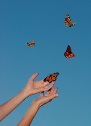 Butterfly Release Romantic Proposals, Butterfly Release, Being Forgotten, Cremation Services, Photo Wall Collage, Tumblr Wallpaper, Picture Collage, Butterfly Wallpaper, Aesthetic Images