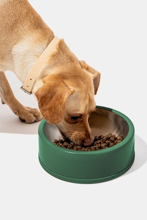 Wild One Stainless Steel Dog Bowl Pet Food Bowl, Stainless Steel Dog Bowls, Silicone Ring, Dog Bowl, Wild One, Food Bowl, Pet Food, Wild Ones, Dog Bowls