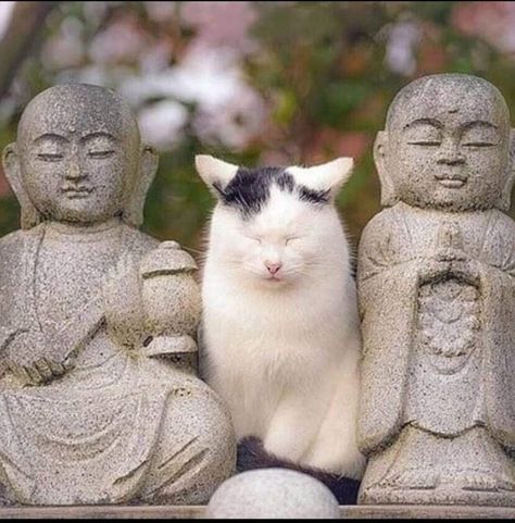 Cat Buddha, Cat Statue, Cute Kittens, Pics Art, Pretty Cats, Cat Drawing, 귀여운 동물, Beautiful Cats, Cat Photo