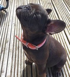 #Dogs #Puppies Baby French Bulldog, Dog Labrador, Really Cute Puppies, Bulldog Francese, Frenchie Bulldog, Cute French Bulldog, Sun Shine, Labrador Puppy