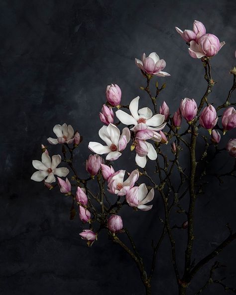 Have A Beautiful Weekend, Flower Magazine, Magnolia Branch, Beauty Flowers, Beautiful Weekend, Dark Flowers, All This Time, Paid Off, Language Of Flowers