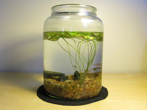 IMG_4453 Water Garden Ideas, Water Plants Indoor, Water Terrarium, Water Garden Plants, Indoor Pond, Container Water Gardens, Indoor Water Garden, Garden Solutions, Small Greenhouse