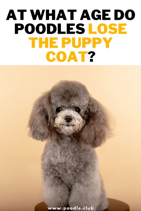 Mini Poodles Full Grown, Trinity Haircut, Phantom Toy Poodle, Moyen Poodle Haircut Styles, Poodle Cuts Pet Grooming, Poodle Haircut Styles Teddy Bears, Miniature Poodle Cuts, Mini Poodle Haircut, Miniature Poodle Haircut Styles