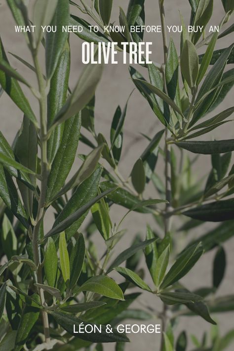 Elevate your indoor gardening game with our expert tips for nurturing olive trees as houseplants. 🌿 Discover the secrets to maintaining lush foliage and bringing Mediterranean charm to your home. 🏡 #IndoorGardening #OliveTreeCare #GreenThumb Olive Tree Care, Black Olive Tree, Natural Plant Food, Potted Olive Tree, Plants Tips, Tree Plan, Set Yourself Up For Success, Plant Care Tips, Shady Lady