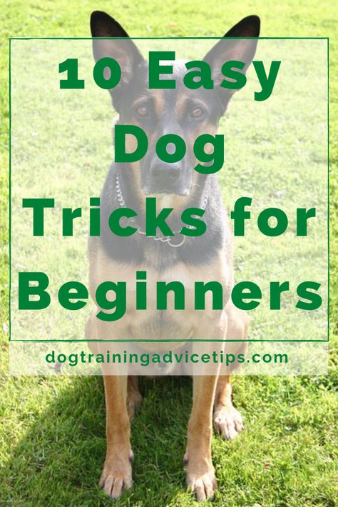 Dog Tricks Easy, Dog Commands, Dog Behavior Training, Dog Tricks, Dog Behavior Problems, Basic Dog Training, Dog Training Advice, Dog Brain, Dog Training Videos