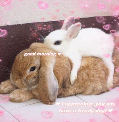 Cute Good Morning Meme, Good Night Meme, Good Morning Meme, Wholesome Pictures, I Love You Honey, Morning Memes, Cute Good Night, Cute Posts, Bunny Pictures