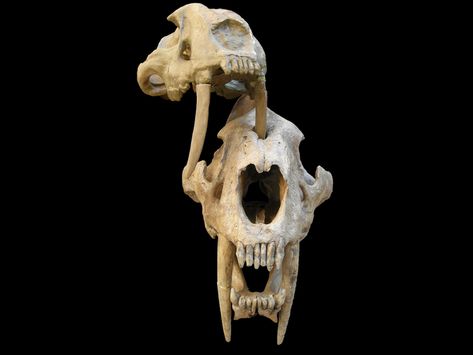 Were saber-toothed cats' teeth strong enough to puncture skulls? Scientists don't agree on an answer. (via Smithsonian Magazine) #Fossils #Cats #SabertoothCats #ancientCats Cat Fangs, Petrified Wood Jewelry, Giant Sloth, Types Of Bones, Cat Species, Cat Skull, Large Animals, Scientists, Archaeology