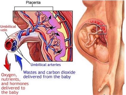 Placental Blood Circulation. This image shows how the placenta acts as a mediator in blood exchange between the fetus and mother. From Ch. 2 of the book "Vascular Biology of the Placenta." Placenta Accreta, Midwifery Student, Nursing Classes, Placenta Encapsulation, Student Midwife, Nurse Midwife, Umbilical Cord, Childbirth Education, Maternal Health