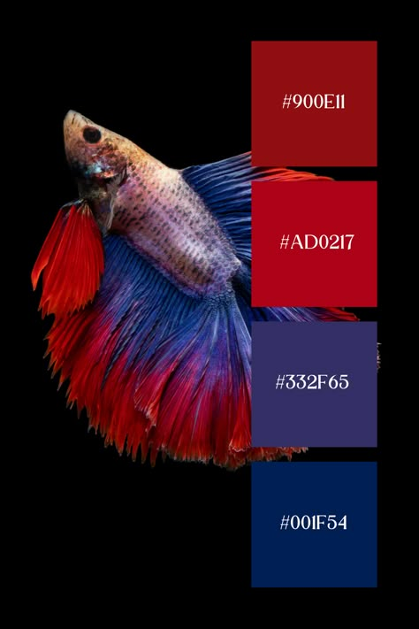 Our Blue Red Color Palette, perfect for bringing your aquatic designs to life! Explore the mesmerizing blend of deep blues and fiery reds, echoing the vibrant hues of the sea creature. Red Teal Color Palette, All Blue Color Palette, Red Combination Colour, Red Palette Colour Schemes, Blue Combination Color, Color Combinations Colour Palettes, Red And Blue Color Palette, Creative Color Palette, Blue Color Combo