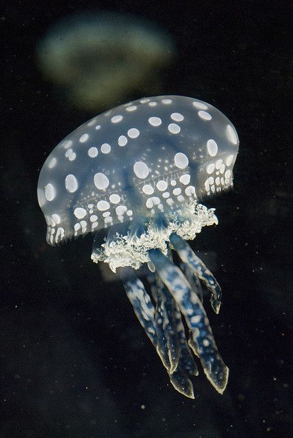 Spotted lagoon Jelly (Mastigias papua) Lagoon Jellyfish, Spotted Jellyfish, Jellyfish Pictures, Sea Jellies, Cnidaria, Deep Sea Creatures, Beautiful Sea Creatures, Water Animals, Underwater Creatures