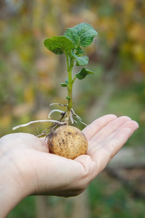 Learn how to grow potatoes in the spring or fall, how to grow potatoes in containers or potato grow bags and how to harvest potatoes too! Potato Plant Drawing, Potatoe Plant, Potato Aesthetic, Potato Tattoo, Potato Flower, Planting Seed Potatoes, How To Plant Potatoes, Garden Potatoes, Potato Garden