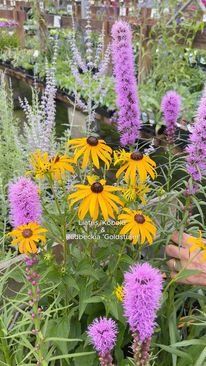 (14) Video | Facebook Liatris Kobold, Rudbeckia Goldsturm, How To Attract Birds, Small Gardens, Backyard Ideas, Garden Center, Garden Planning, Perennials, Outdoor Space