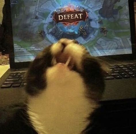 Legend Cat, League Of Legends Art, Gamer Cat, Zed League Of Legends, Champions League Of Legends, League Memes, League Of Legends Game, League Of Legends Memes, Laughing Emoji