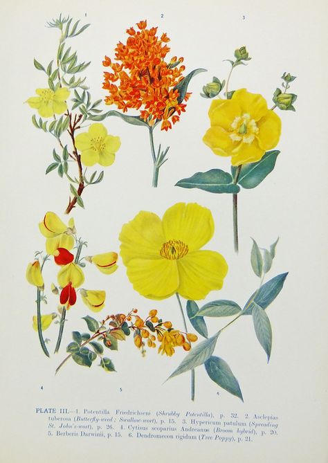 Yellow and orange botanical prints Botanical Drawings, Botanical Print, Botanical Prints, Vintage Art, Seeds, Moon, Illustrations, Orange, Yellow