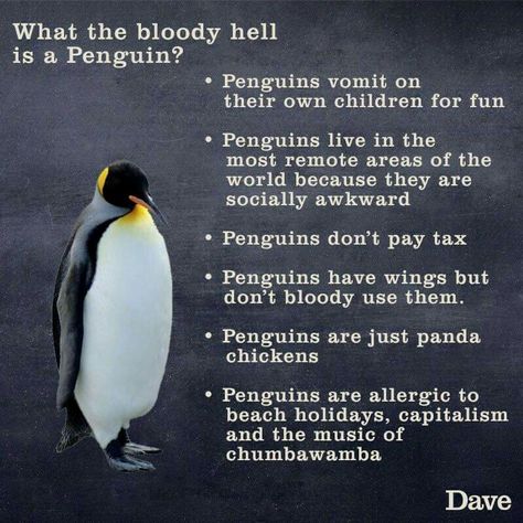 True penguin facts that are true. Socially Awkward Penguin, Penguin Meme, Penguin Awareness Day, Penguin Facts, Saturday Humor, Cute Animal Quotes, Penguins Funny, Penguin Love, Clean Memes