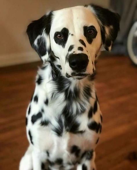 Heart eyes💞 Heart Dalmation, Dalmatian Long Hair, Dalmation Puppy Aesthetic, Fluffy Dalmatian, Dalmatian Heart Eyes, Dalmatian Aesthetic Puppy, Long Hair Dalmatian Puppy, Long Haired Dalmatian, Dog Design Art