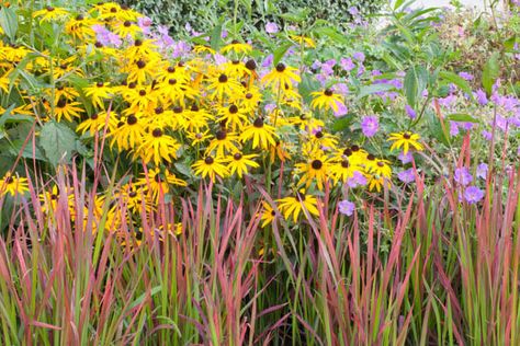 Garden ideas, Border ideas, Plant Combinations, Flowerbeds Ideas, Summer Borders, Fall borders, Rudbeckia, Imperata cylindrica 'Red Baron', Japanese Blood Grass, Geranium 'Rozanne', Rudbeckia Goldsturm, Rudbeckia Fulgida Goldsturm Rudbeckia, Flowerbeds Ideas, Rudbeckia Goldsturm, Dry Riverbed Landscaping, Rudbeckia Fulgida, Imperata Cylindrica, Dry Gardens, Lake Landscaping, Geranium Rozanne